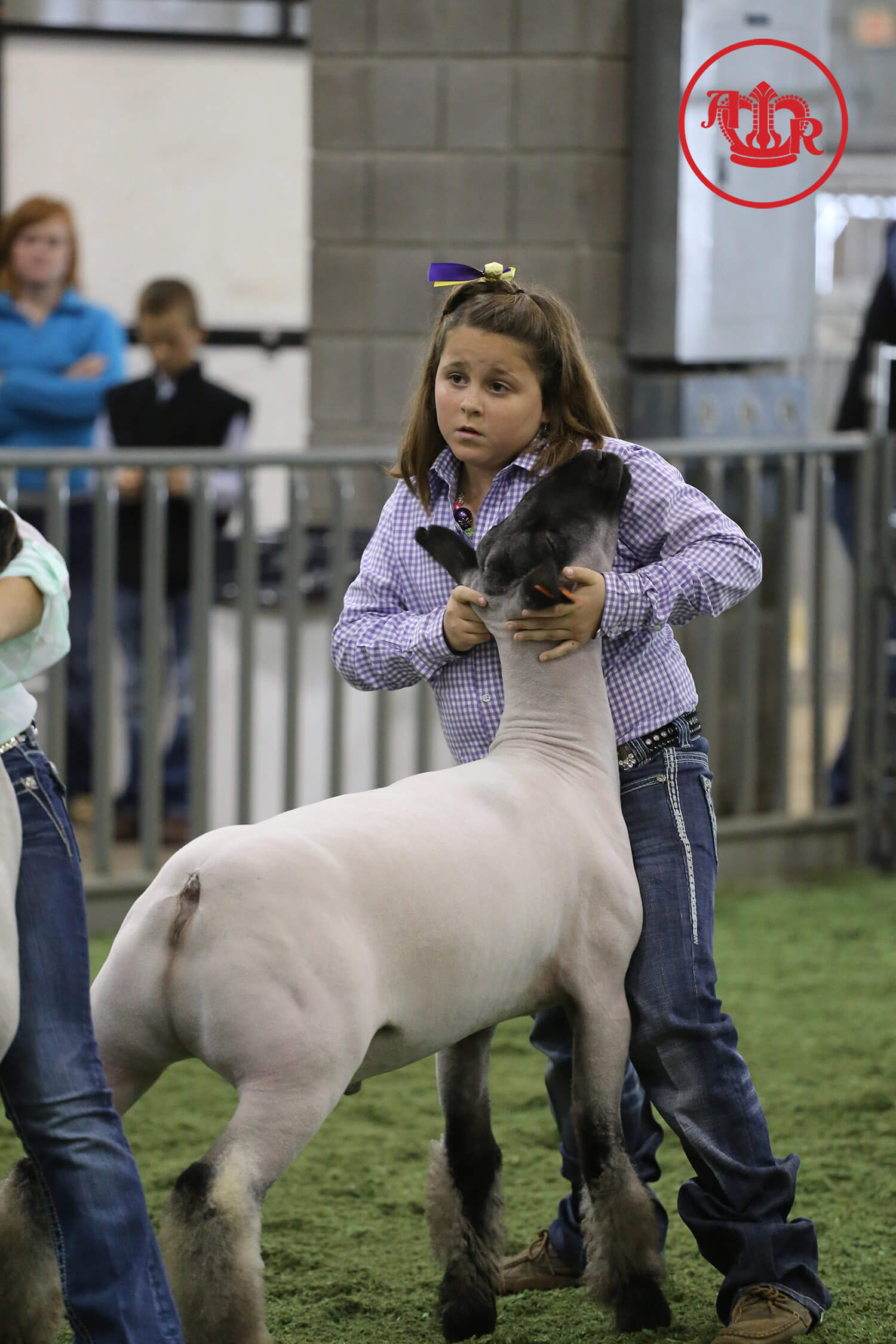 Market Lamb Junior Showman Wins Overall Title