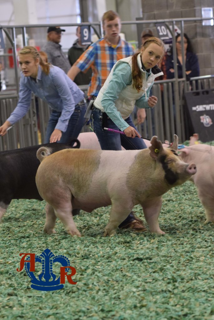 Langemeier named the Overall Swine Showman American Royal